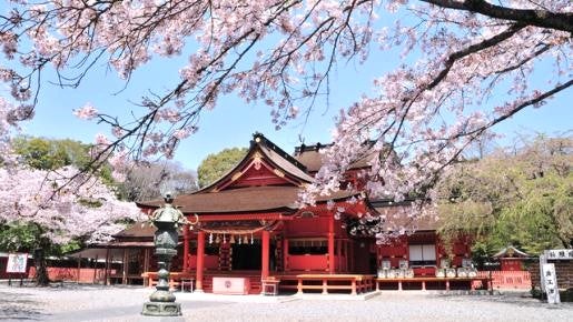 <Web割対象商品>【キングツアーバス旅】富士と桜の競演♪「岩本山の桜」と「富士山本宮浅間大社」 生&釜揚げしらす&桜海老の駿河3色丼 きらぴ香★いちご狩り♪〔聖蹟桜ヶ丘・京王八王子発〕2